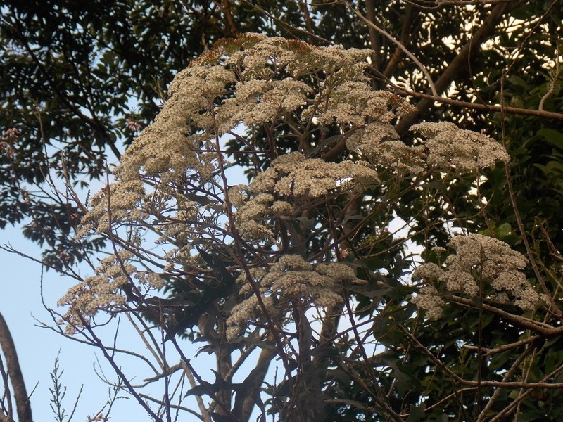 Verbesina myriocephala photo 5