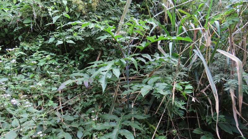 Verbesina myriocephala photo 8