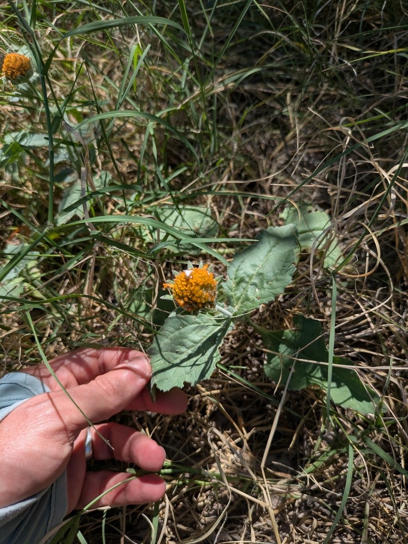 Dwarf Crownbeard