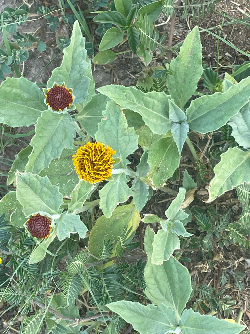Dwarf Crownbeard photo 2