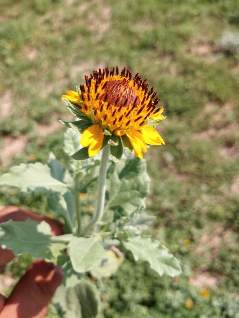 Dwarf Crownbeard photo 3