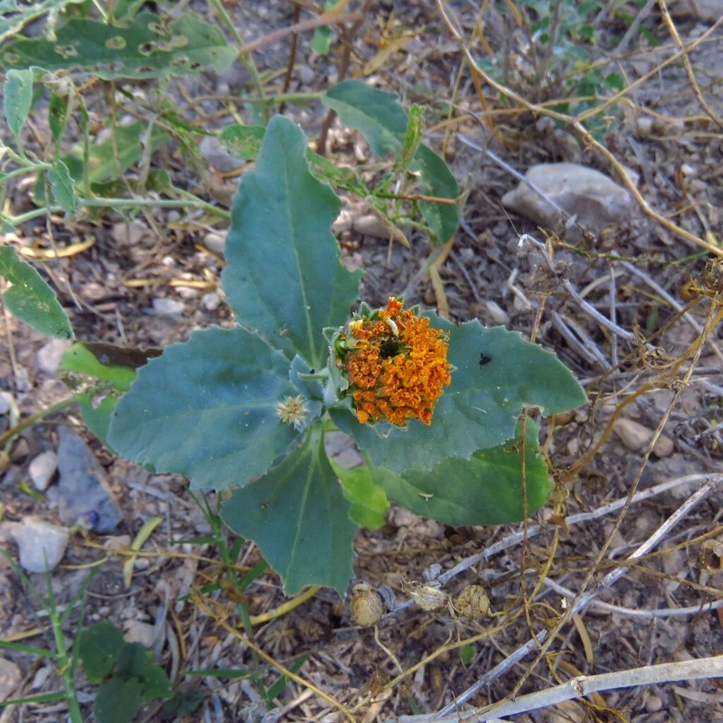 Dwarf Crownbeard photo 5