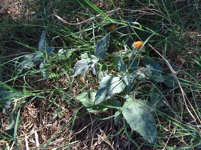 Dwarf Crownbeard photo 6