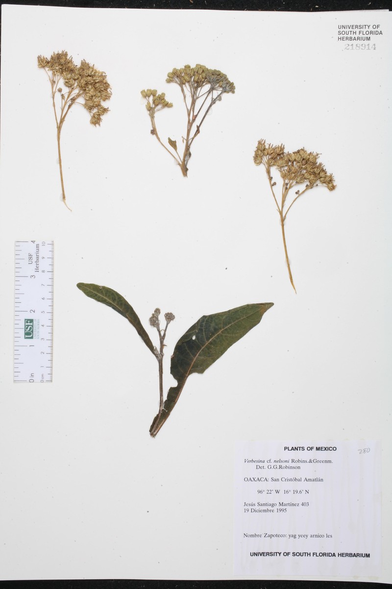Verbesina nelsonii