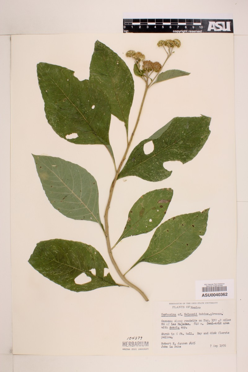 Verbesina nelsonii photo 2
