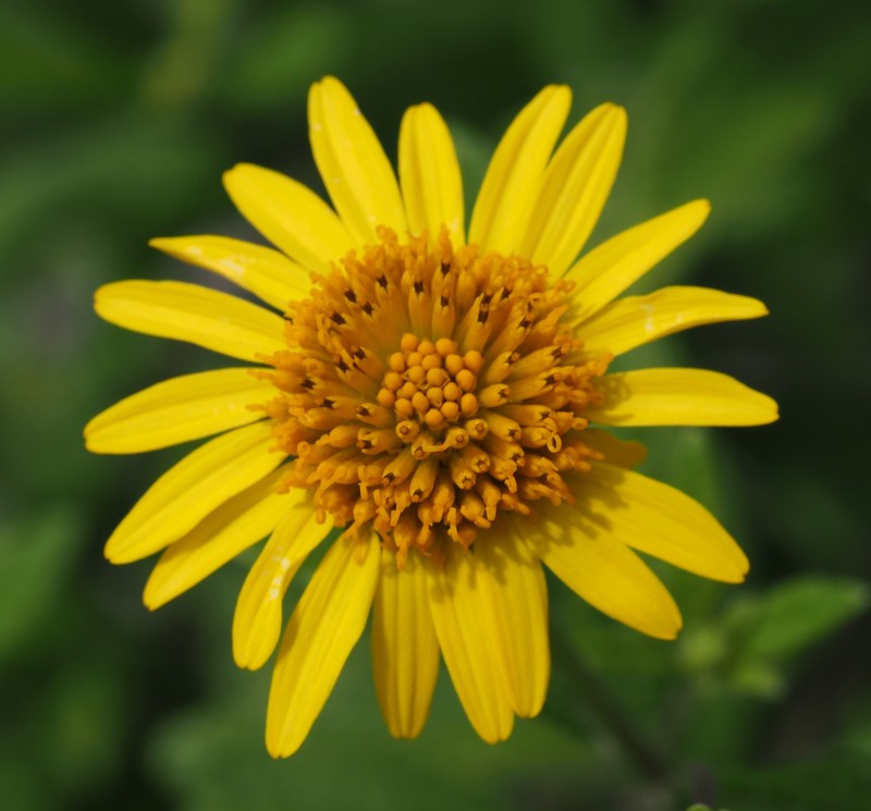 Verbesina neotenoriensis photo 2