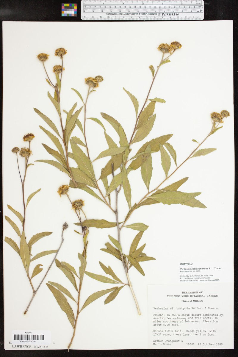 Verbesina neotenoriensis photo 3