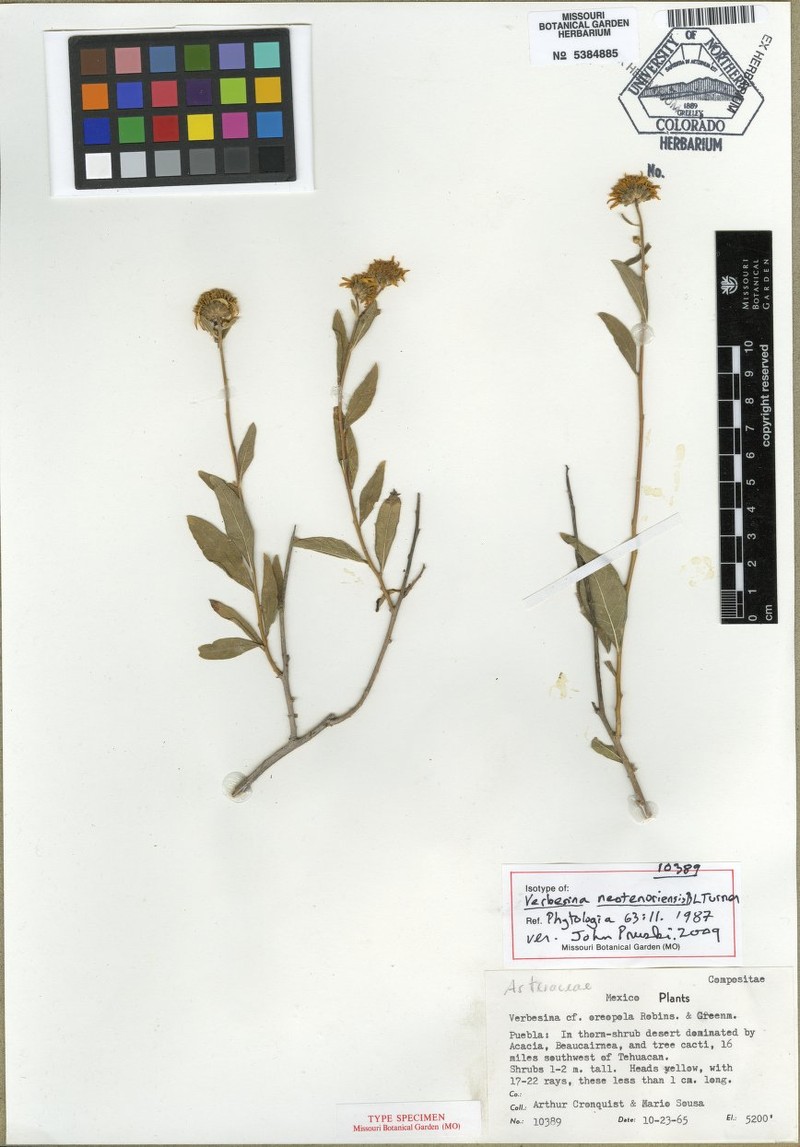 Verbesina neotenoriensis photo 4