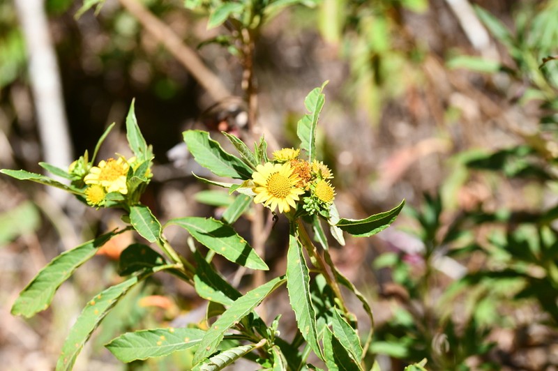 Verbesina neriifolia