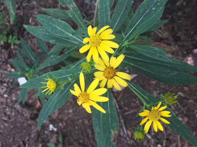 Verbesina neriifolia photo 2