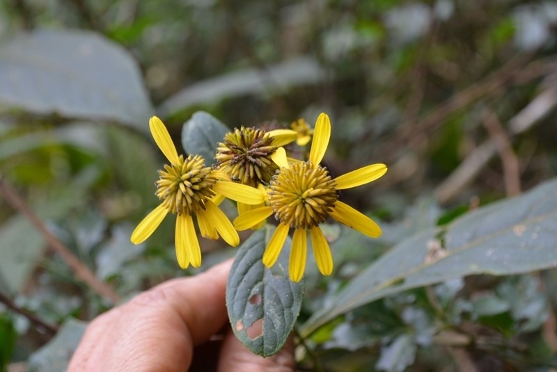 Verbesina neriifolia photo 3