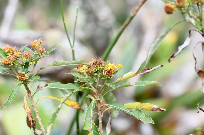 Verbesina neriifolia photo 4