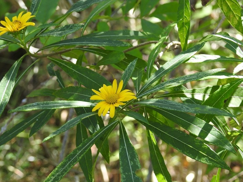 Verbesina neriifolia photo 5