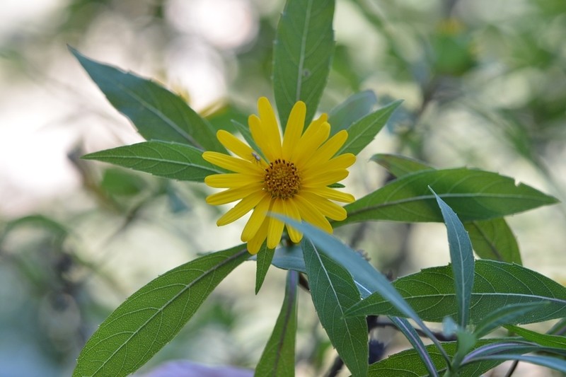 Verbesina neriifolia photo 6