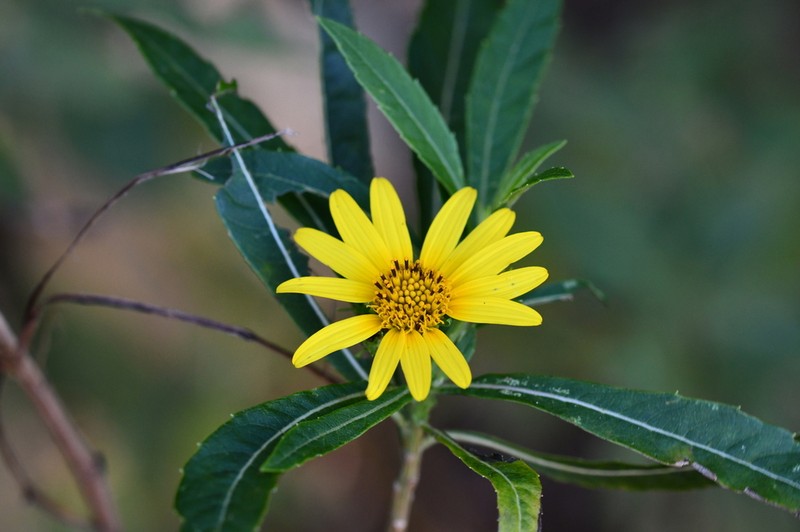 Verbesina neriifolia photo 7
