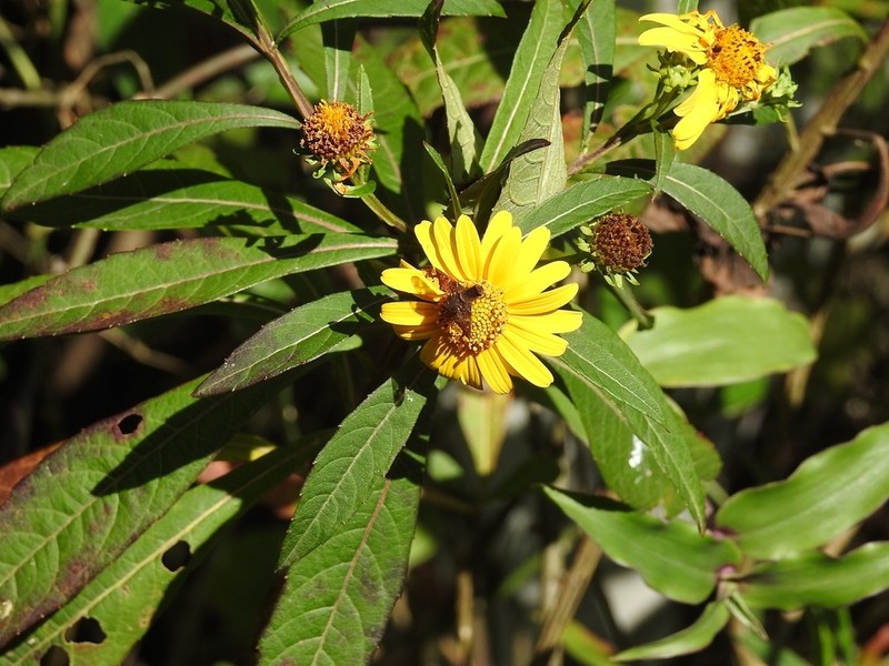 Verbesina neriifolia photo 8