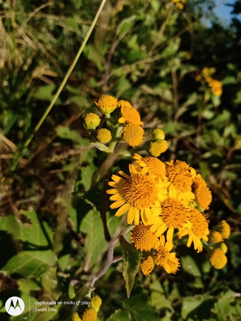 Verbesina oaxacana