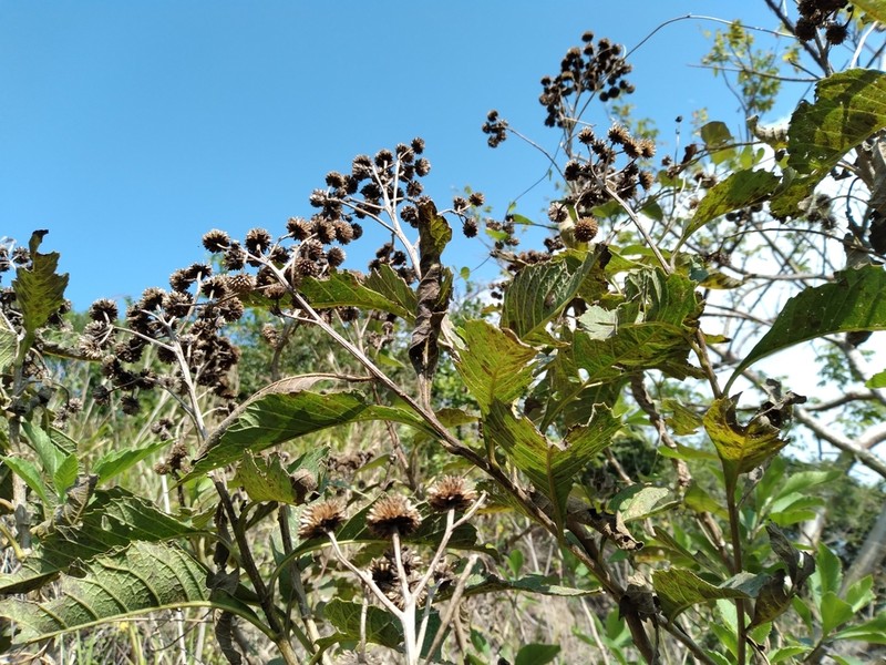 Verbesina oaxacana photo 2
