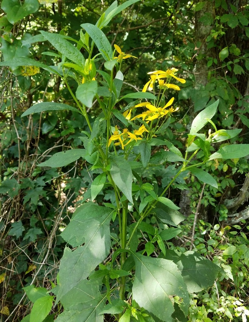 Yellow Crownbeard photo 3