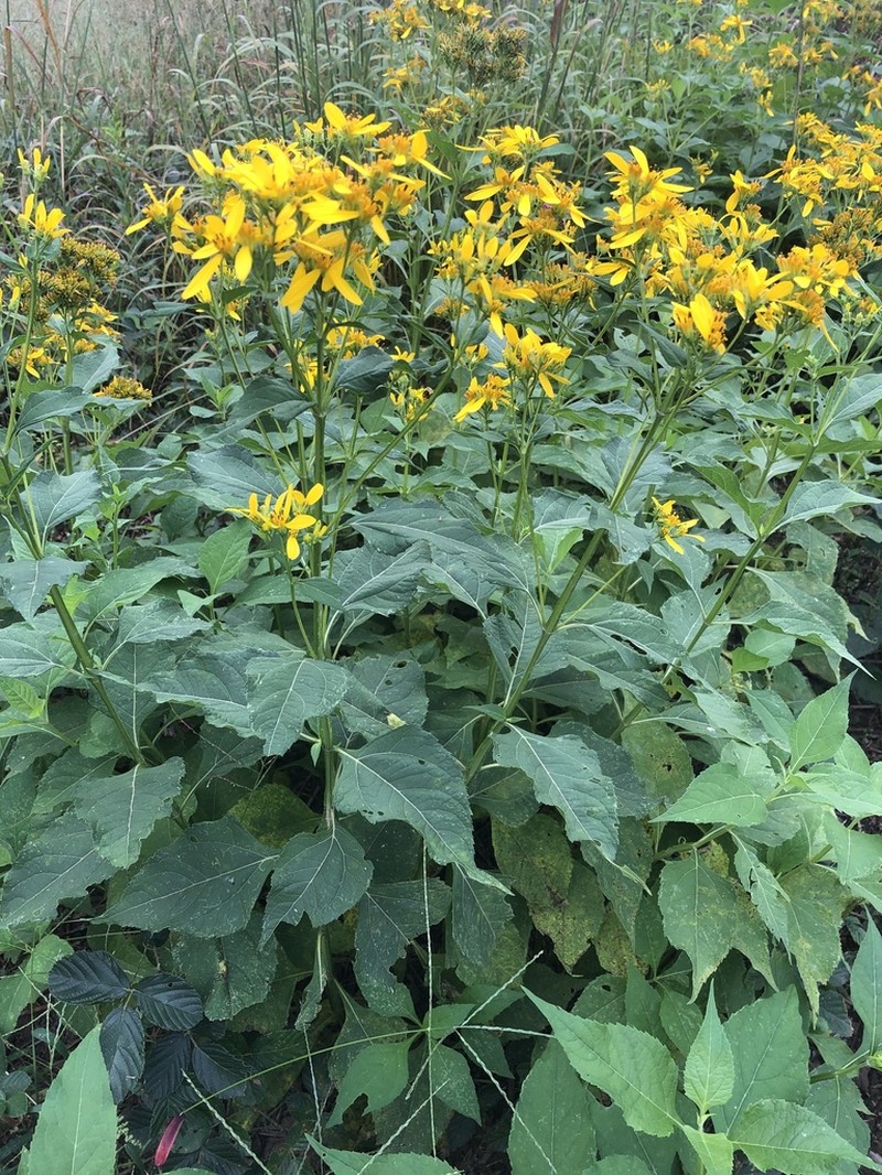 Yellow Crownbeard photo 4