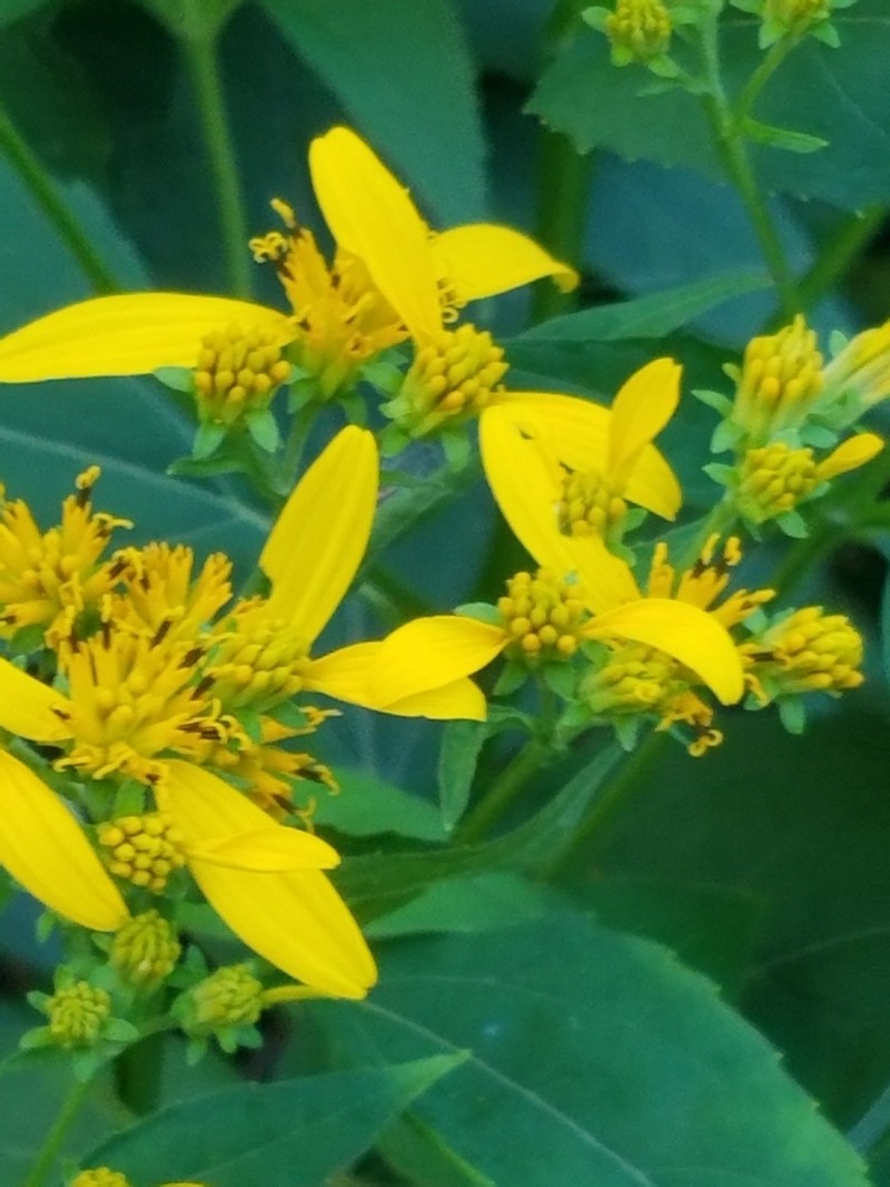 Yellow Crownbeard photo 5