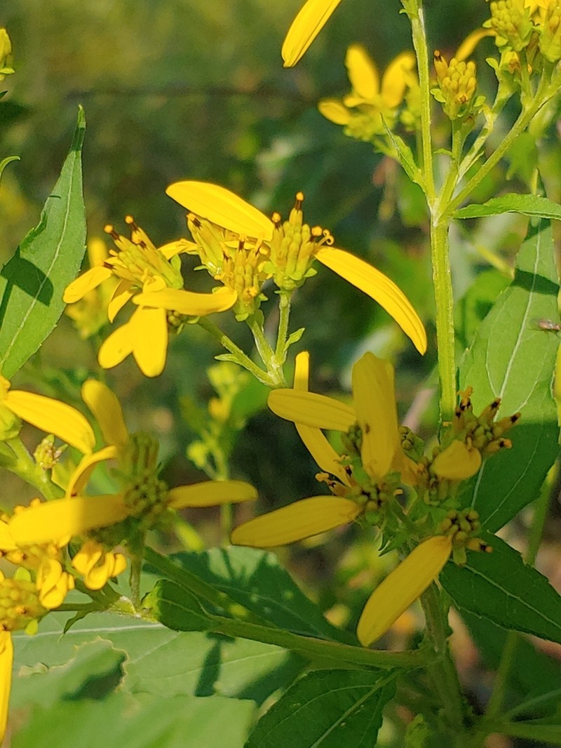 Yellow Crownbeard photo 6