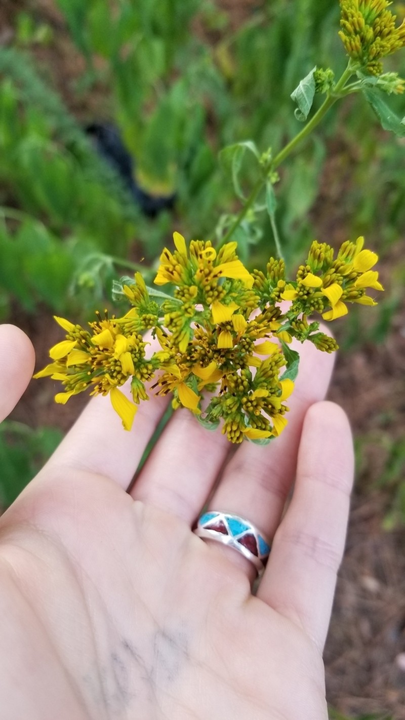 Yellow Crownbeard photo 7