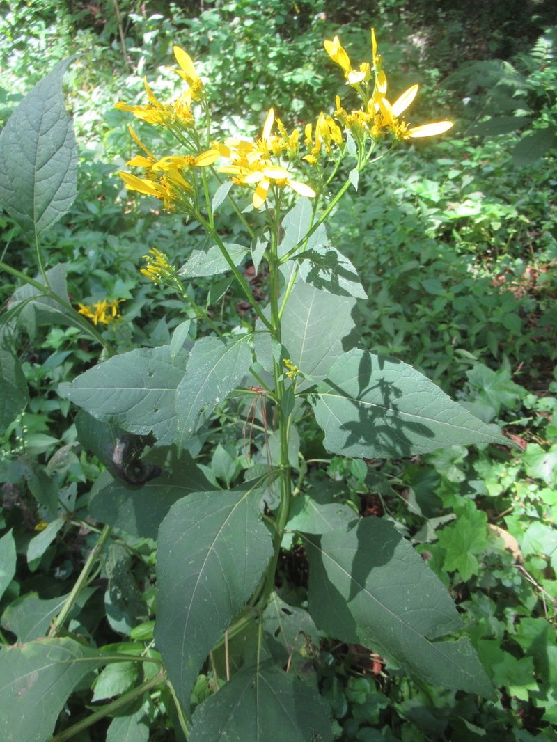 Yellow Crownbeard photo 8