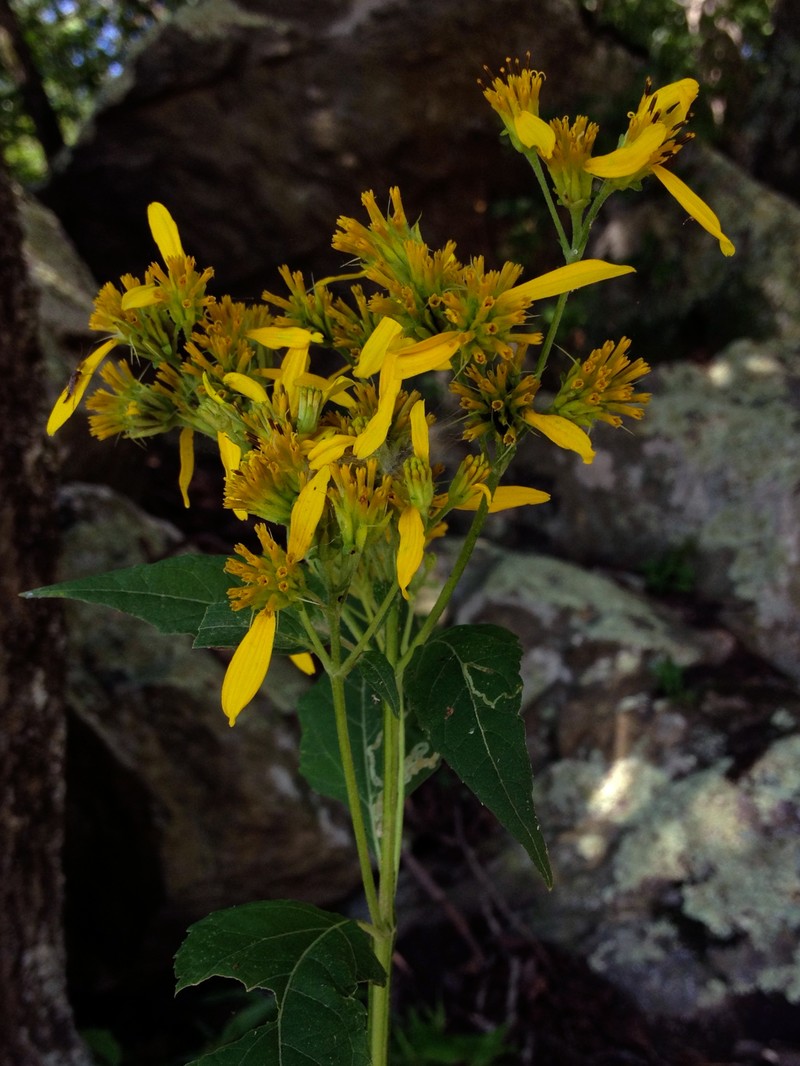 Yellow Crownbeard