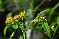 Verbesina oerstediana