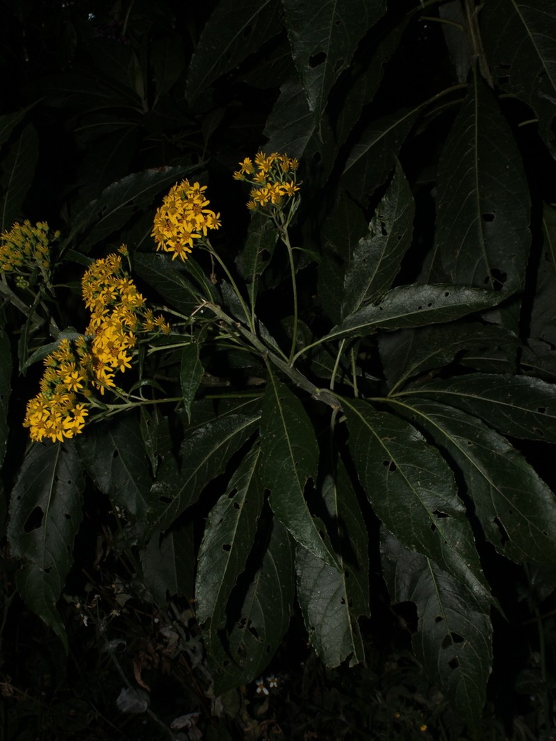 Verbesina oerstediana photo 8