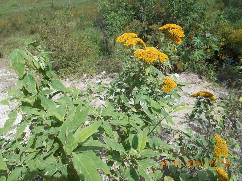 Verbesina oligantha