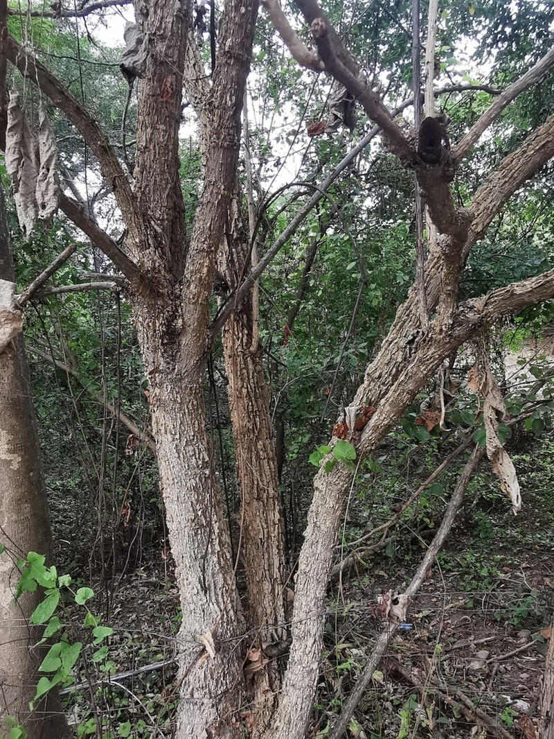 Verbesina oligantha photo 3