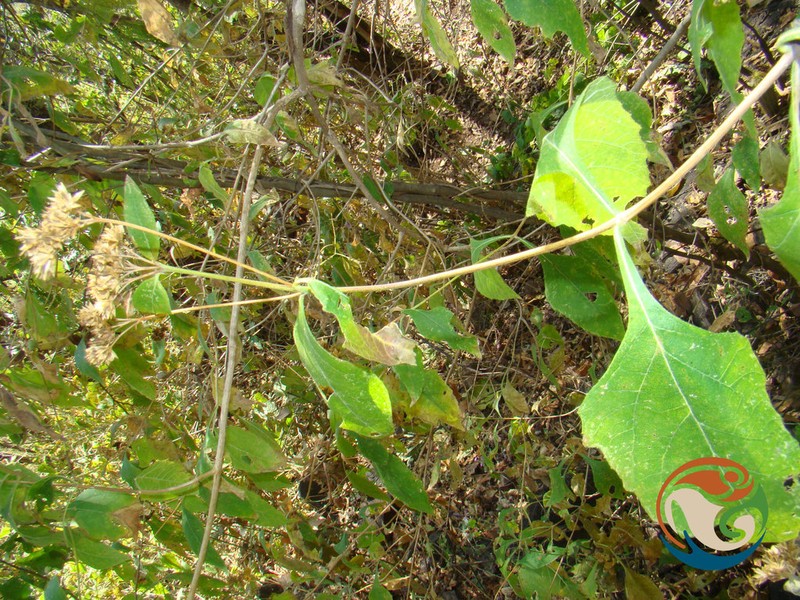 Verbesina oligantha photo 4