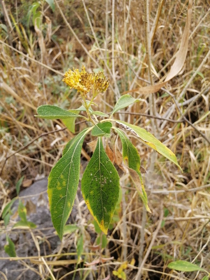 Verbesina oligantha photo 5