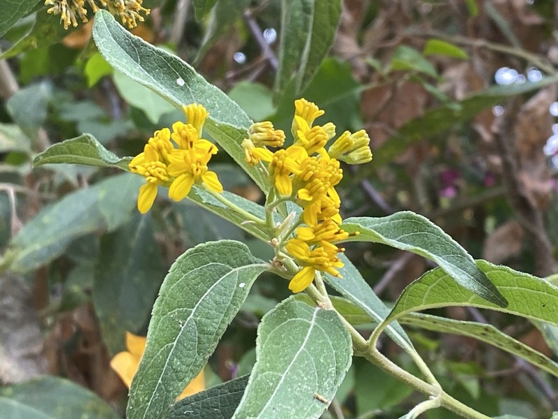 Verbesina oligantha photo 6