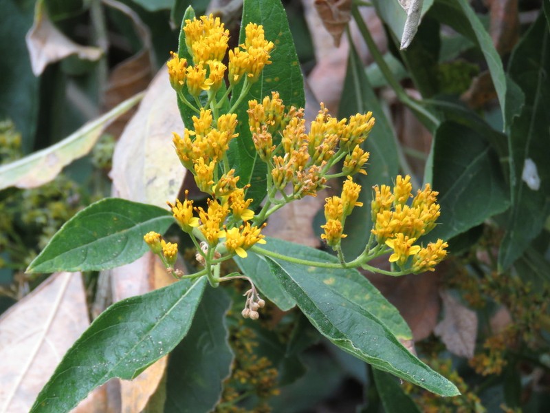 Verbesina oligantha photo 7