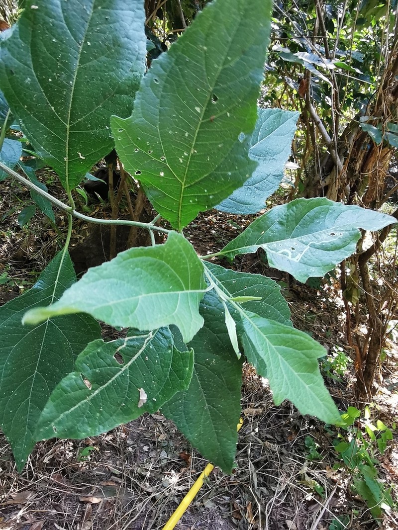 Verbesina oligantha photo 8