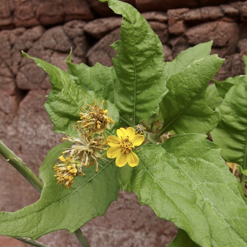 Verbesina oligocephala