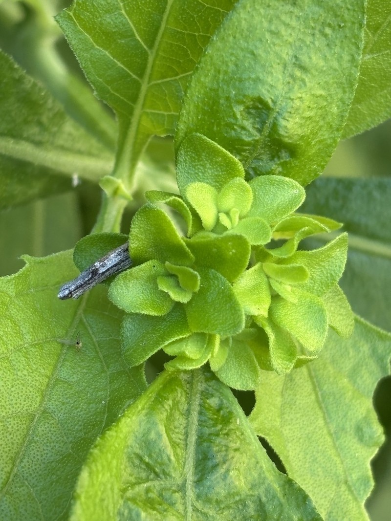 Verbesina oligocephala photo 4