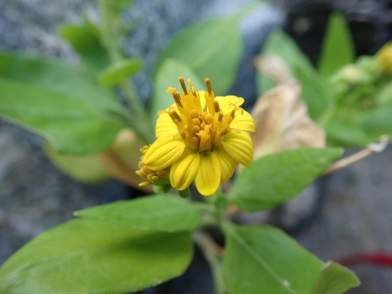 Verbesina oligocephala photo 8