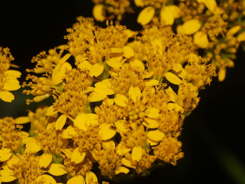 Verbesina olsenii