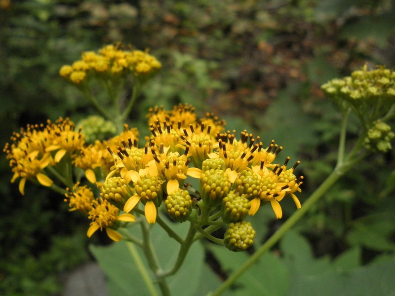 Verbesina olsenii photo 2