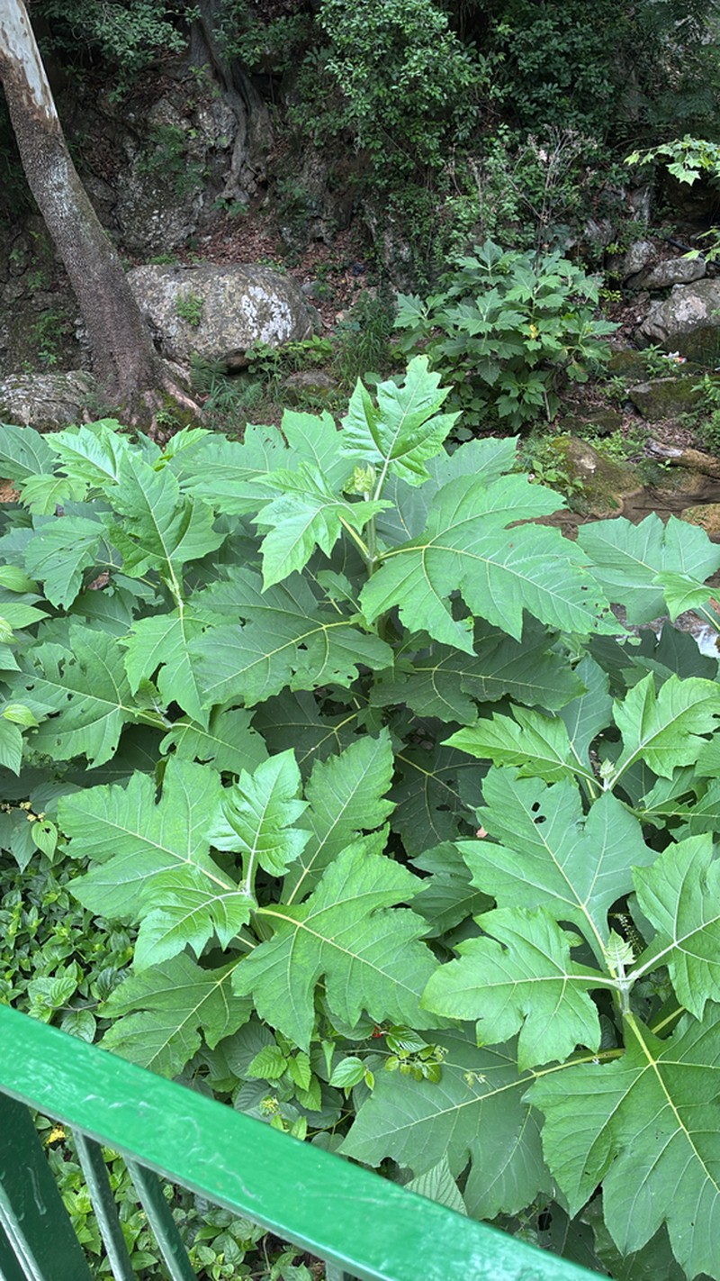 Verbesina olsenii photo 4