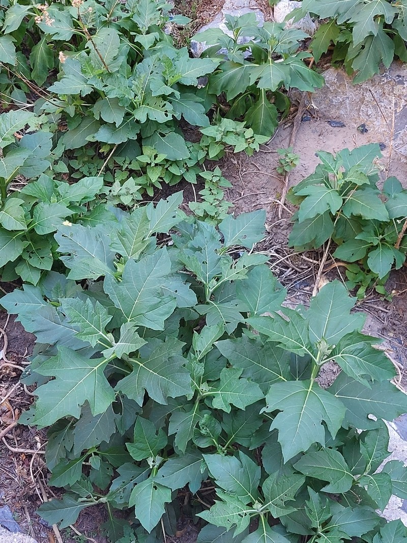 Verbesina olsenii photo 6