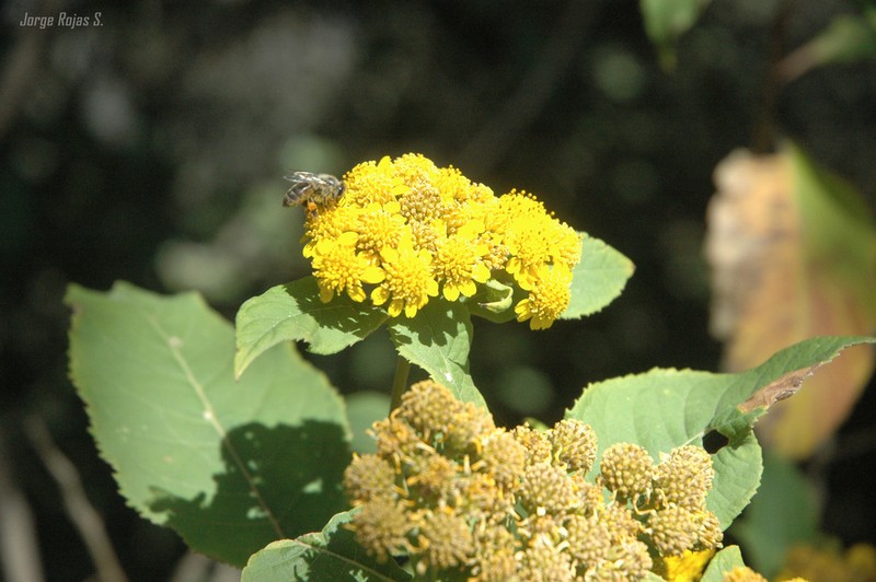 Verbesina oncophora