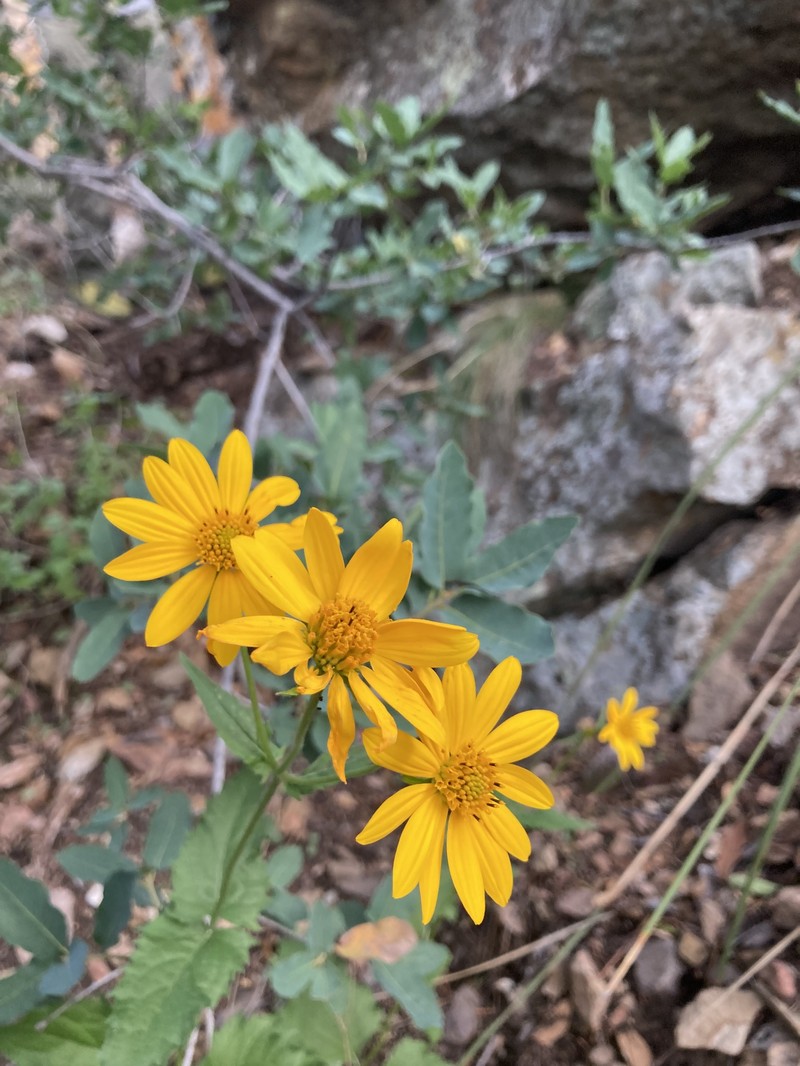 Mountain Crownbeard photo 3