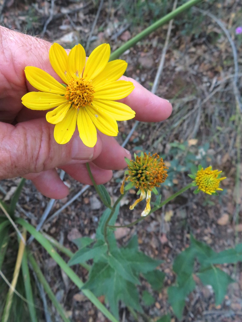 Mountain Crownbeard photo 4