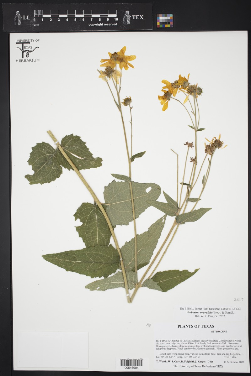 Mountain Crownbeard photo 5