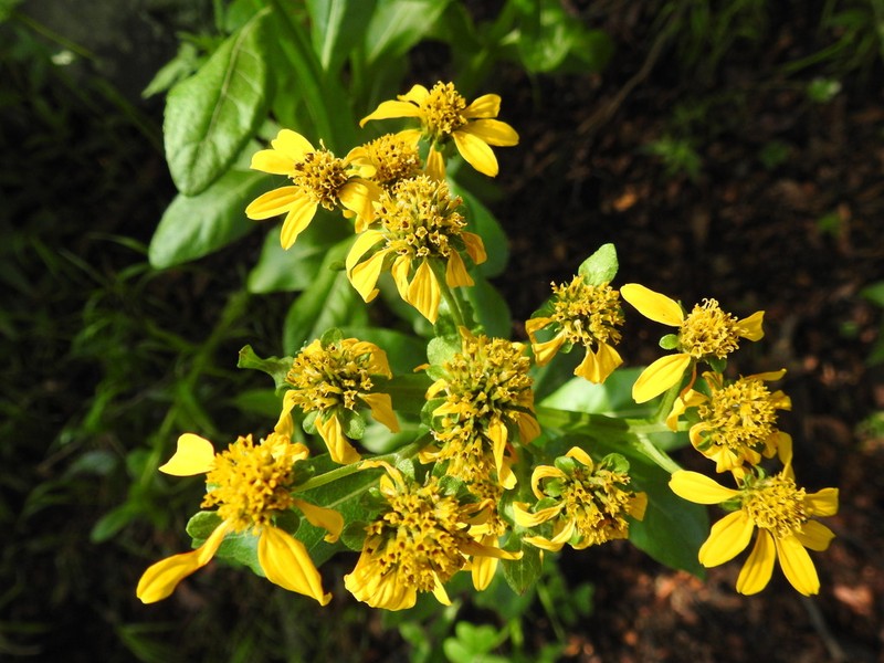 Verbesina ovata